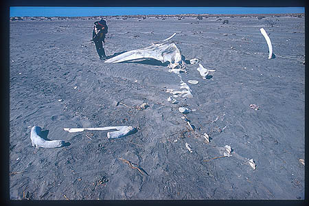 Gray Whale 25 bones & Takako