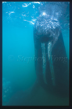 Gray Whales 30 throat grooves
