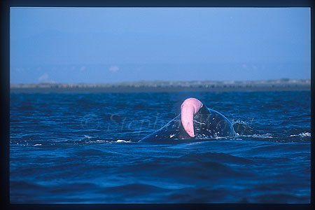 Gray Whales mating 03 one penis