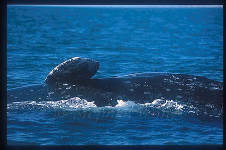 Gray Whales mating 06