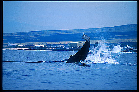 Humpback Whales 101