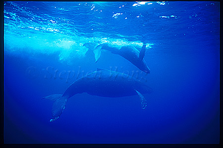 Humpback Whales 114
