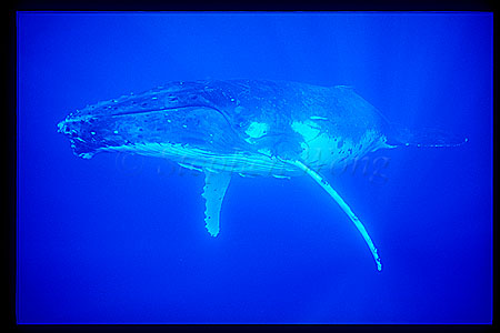 Humpback Whales 126