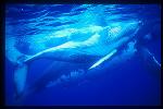 Humpback Whales 148
