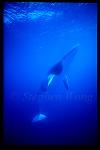 Minke Whales 102