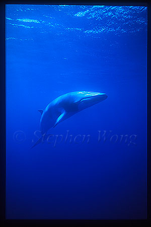 Minke Whales 117