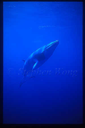Minke Whales 118