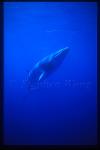 Minke Whales 118