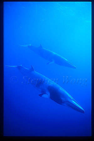 Minke Whales 119