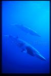 Minke Whales 119