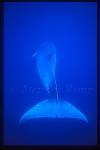 Minke Whales 126