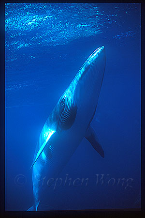 Minke Whales 127