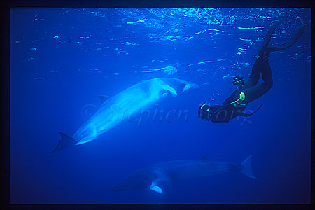 Minke Whales 131 & Takako, Cairns2002