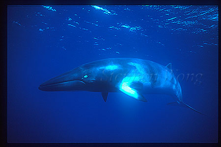 Minke Whales 133