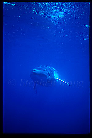 Minke Whales 134