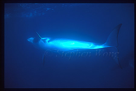 Minke Whales 137