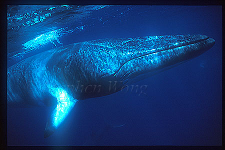 Minke Whales 138