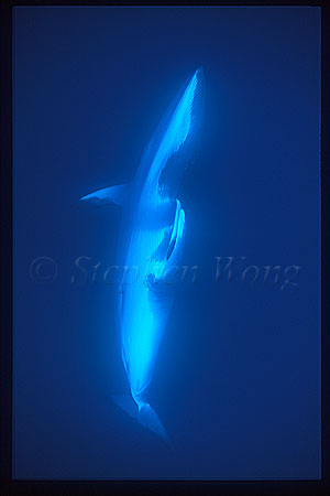 Minke Whales 139