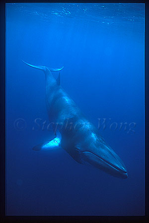 Minke Whales 141