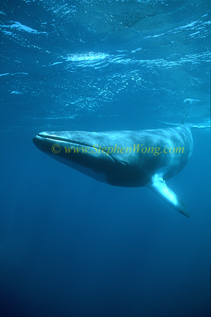 Minke Whales 142 0705