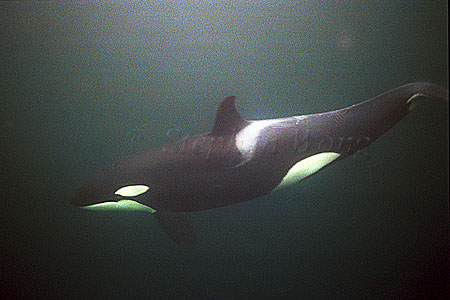 Orca Killer Whales 105