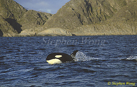 Orca Killer Whales 109