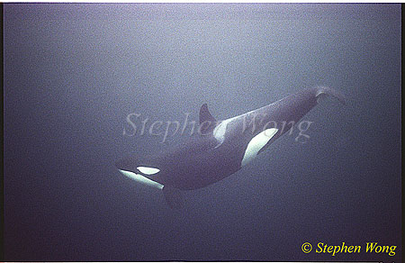 Orca Killer Whales 113