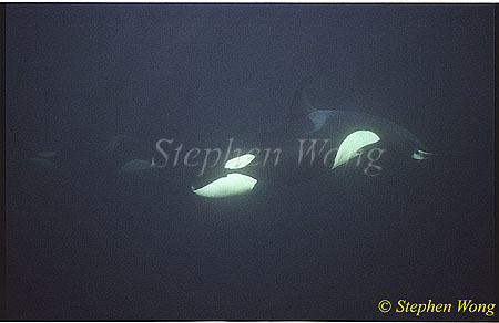 Orca Killer Whales 114