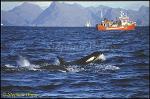 Orca Killer Whales 117