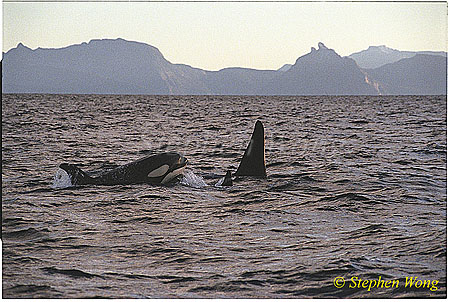 Orca Killer Whales 120