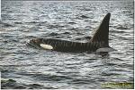 Orca Killer Whales 121