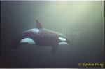 Orca Killer Whales 125