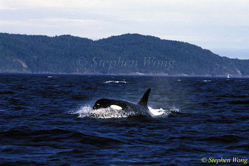 Orca Killer Whales 127, Vancouver Island 110103