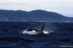 Orca Killer Whales 127, Vancouver Island 110103