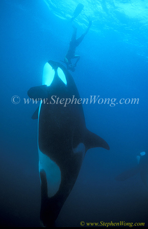 Orca Killer Whales 128a