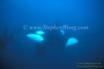 Orca Killer Whales 133a