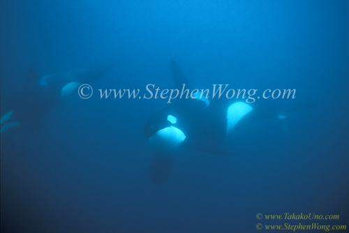 Orca Killer Whales 138a