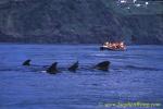 Pilot Whales & whalewatchers 03 0705