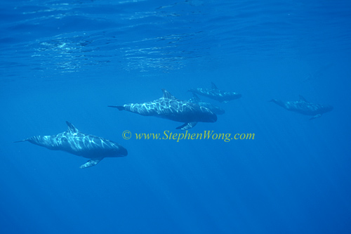 Pygmy Killer Whales 108 0705