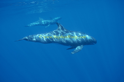 Pygmy Killer Whales 113 0705