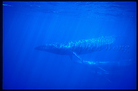 Sei Whales 04