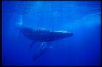 Sei Whales 05