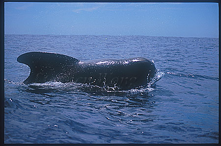 Shortifn Pilot Whales 102