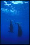 Shortifn Pilot Whales 105