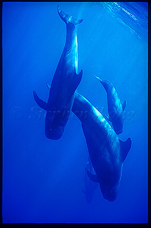 Shortifn Pilot Whales 107