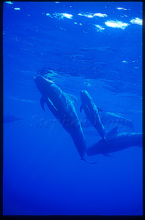 Shortifn Pilot Whales 108