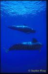 Shortifn Pilot Whales 112