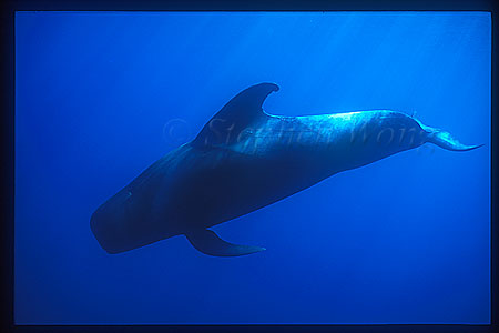 Shortifn Pilot Whales 114