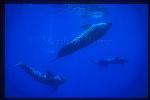 Shortifn Pilot Whales 117