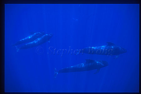 Shortifn Pilot Whales 119